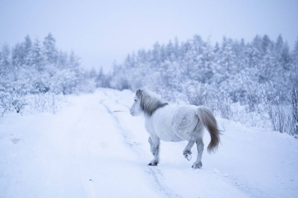 Якутские лошади